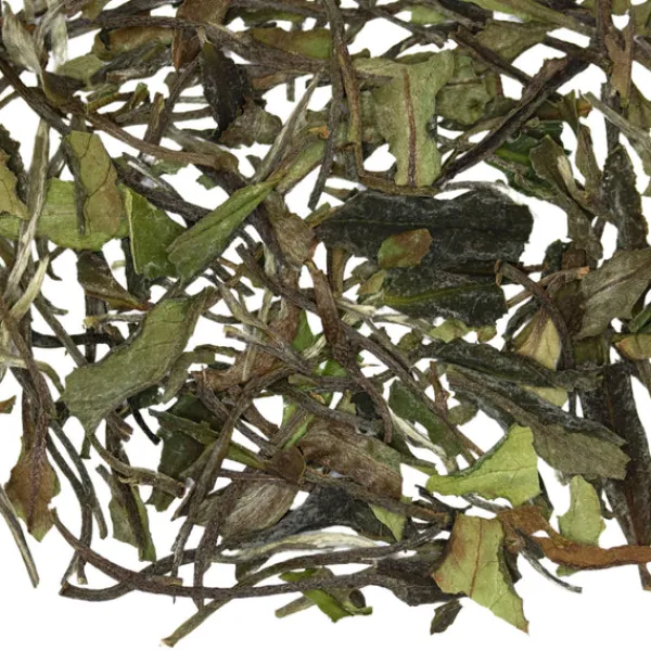 TeaSource White Tea<Spring Chicken | White Tea