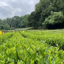 TeaSource Green Tea<Story & Lore Dragonwell | Green Tea