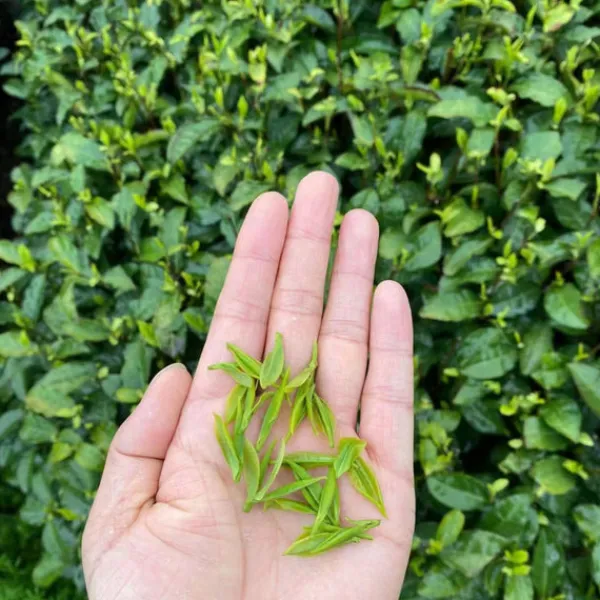 TeaSource Green Tea<Story & Lore Dragonwell | Green Tea
