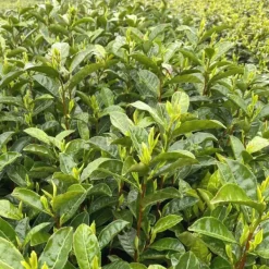 TeaSource Green Tea<Story & Lore Dragonwell | Green Tea