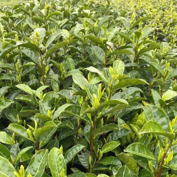 TeaSource Green Tea<Story & Lore Dragonwell | Green Tea