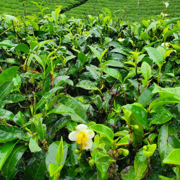 TeaSource Black Tea<The Winding Roads of Ceylon | Black Tea