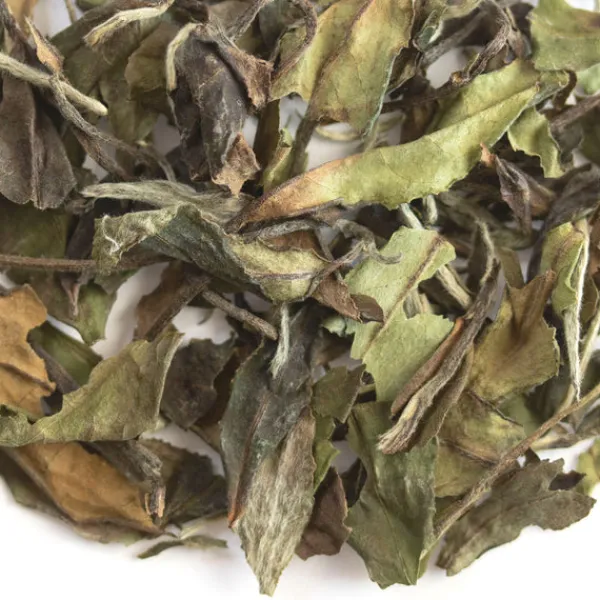 TeaSource White Tea<White Peony | White Tea