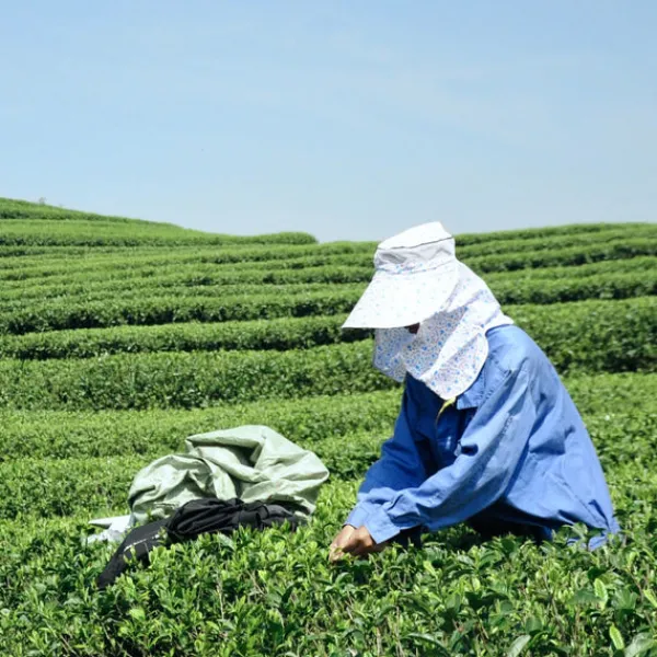 TeaSource White Tea<Wildflower White Tea