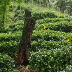 TeaSource Green Tea<Yellow Mountain Top | Green Tea