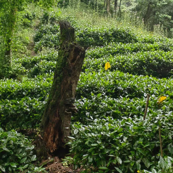 TeaSource Green Tea<Yellow Mountain Top | Green Tea